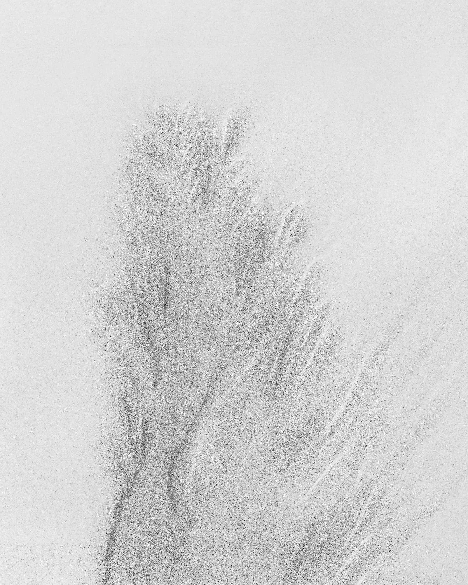 Sand Tree” Aireys Inlet, Victoria, Australia (Int)