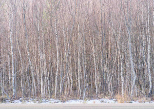 Silent Birch Forest of Tromsø, Tromso, Norway