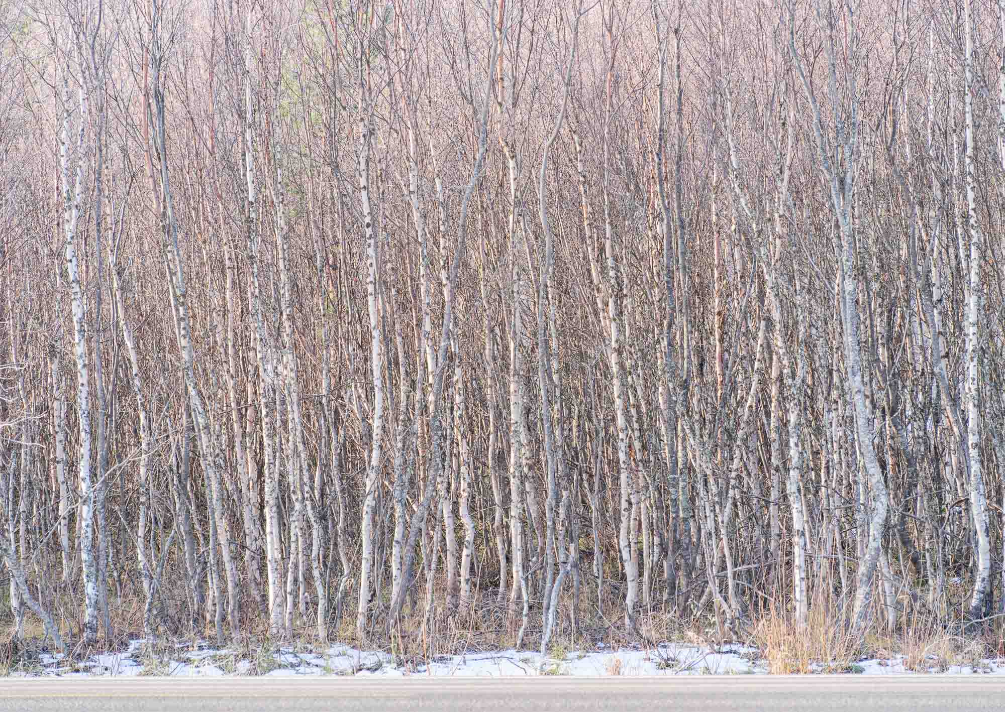 Silent Birch Forest of Tromsø, Tromso, Norway