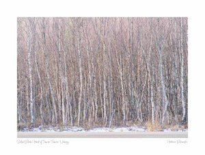 Silent Birch Forest of Tromsø, Tromso, Norway