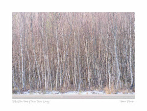 Silent Birch Forest of Tromsø, Tromso, Norway (Int)