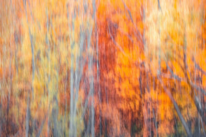 “Abstract Autumn” Queenstown, New Zealand