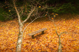 Autumn Serenity, Mount Wilson, Sydney Australia