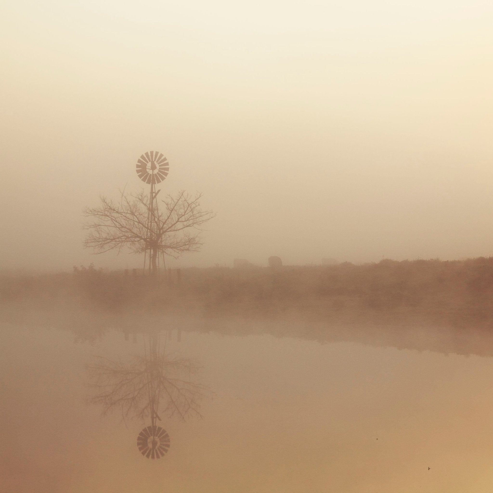 Whispers of Dawn at Richmond Lowlands, Sydney, Australia